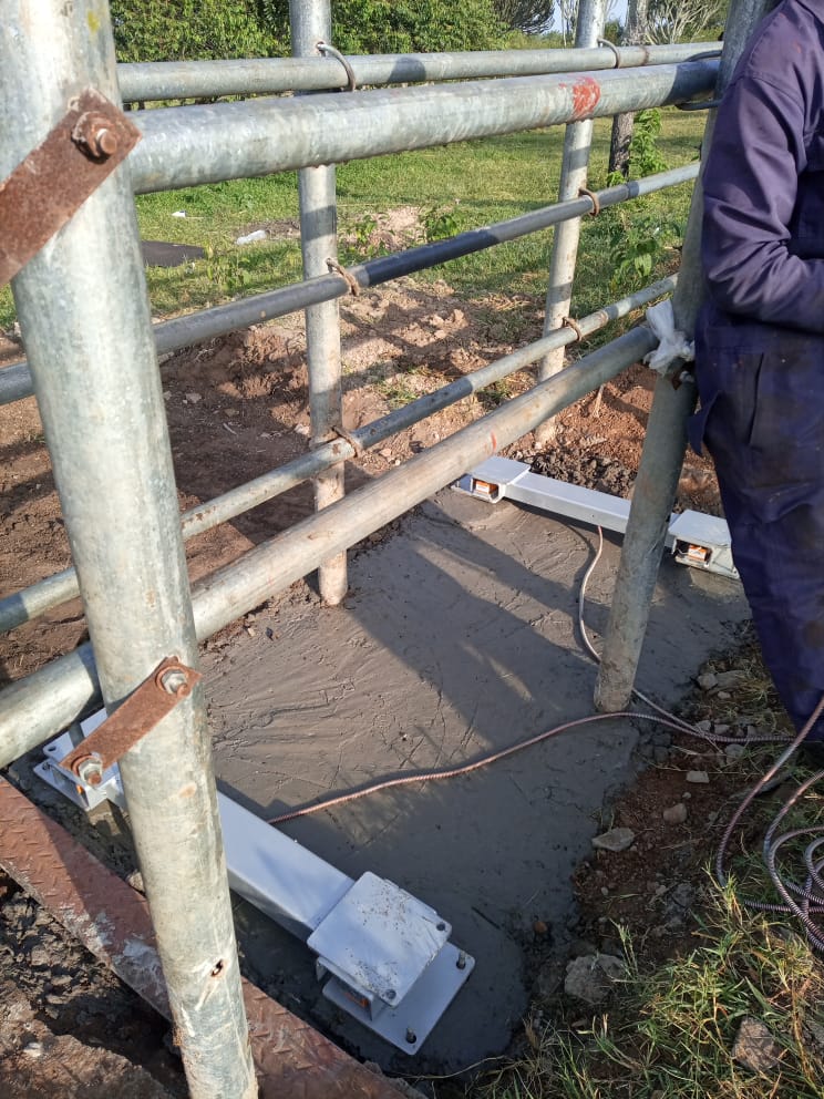 Affordable Calf Weighing Scales for Sale Near Me – Track Growth & Weaning