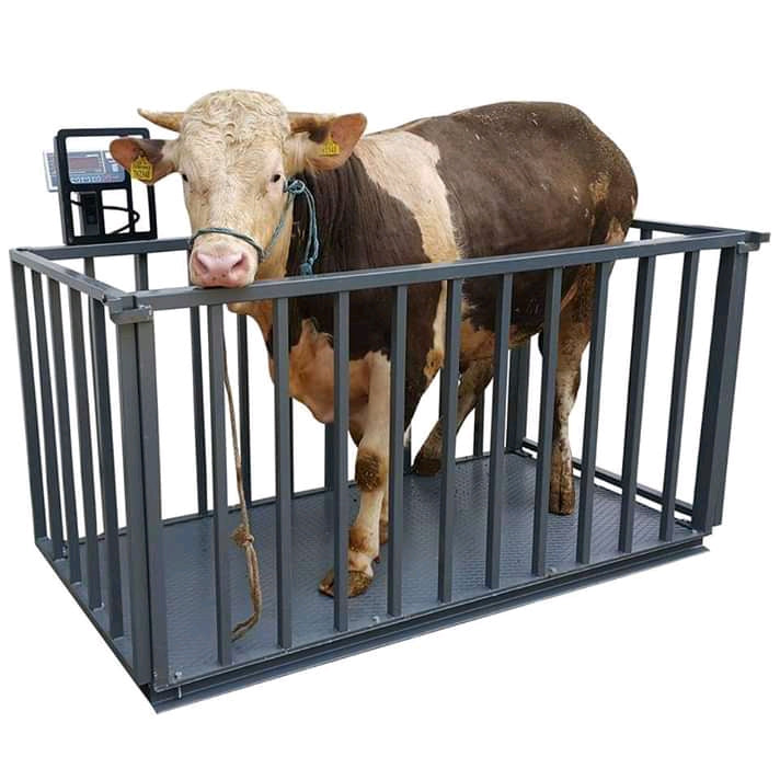 Electronic animal weighing scales in Uganda