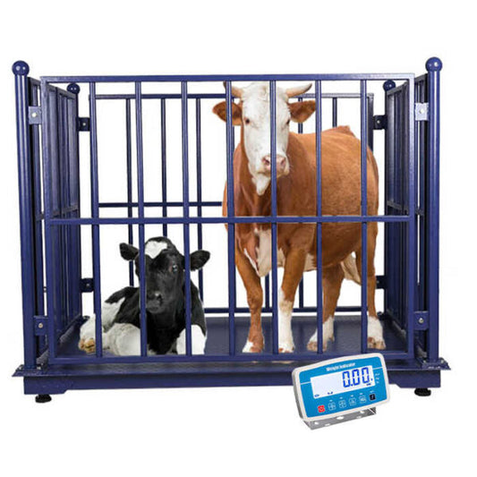 Digital Cattle Weighing Scale Livestock Weight System