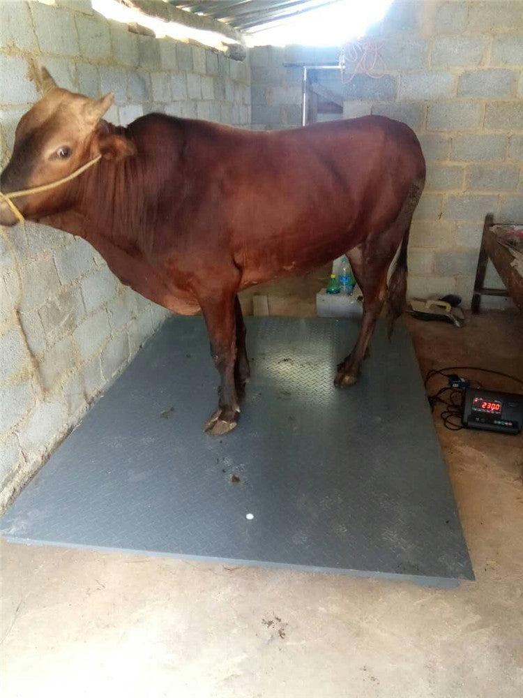 Livestock Weighing Machine for Sale Uganda