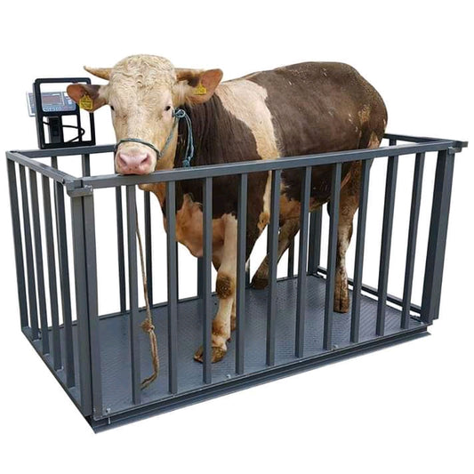 Commercial Cattle Weighing Machines for Large Farms in Kampala
