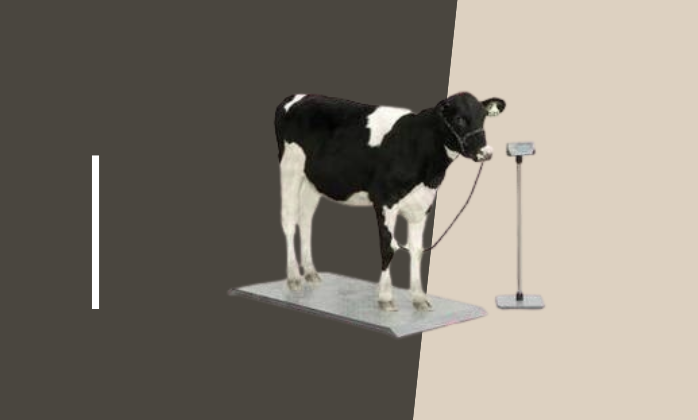 Digital Animal Weighing Scales In Uganda