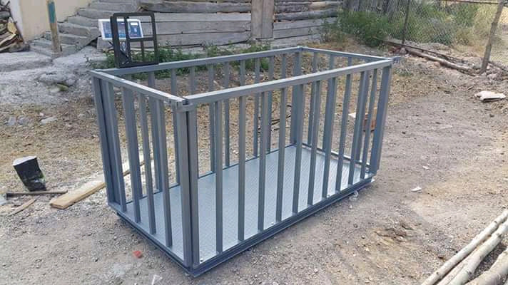 Digital Livestock Weighing Machines Kampala – Ideal for Loading Ramp Use