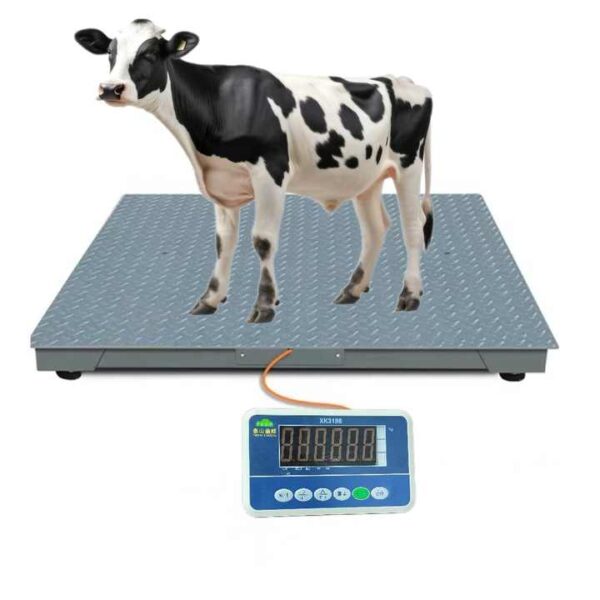 Digital Cattle Weighing Scale