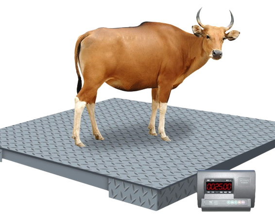 Digital animal weighing scales in Uganda