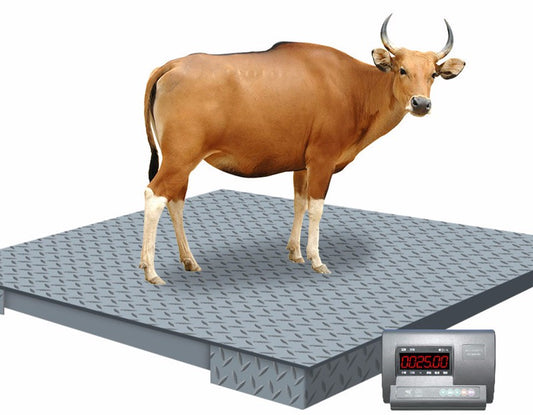Pig weighing scales supplier in Uganda