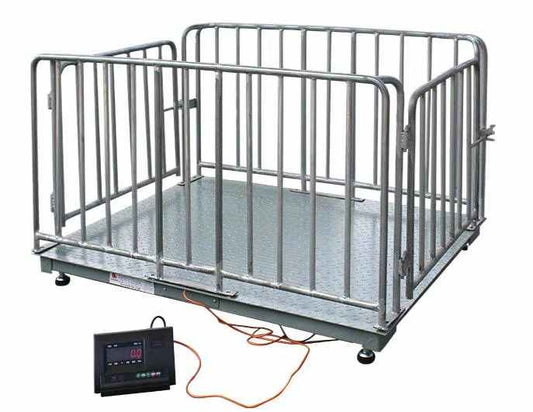 Livestock Weighing Scale for Bull Fattening Project in Uganda