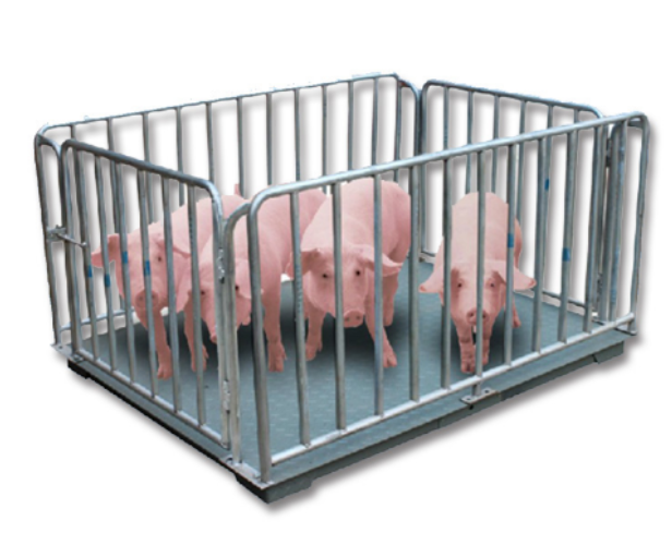 Portable Livestock Weighing Scales Uganda – Move Easily Across the Farm