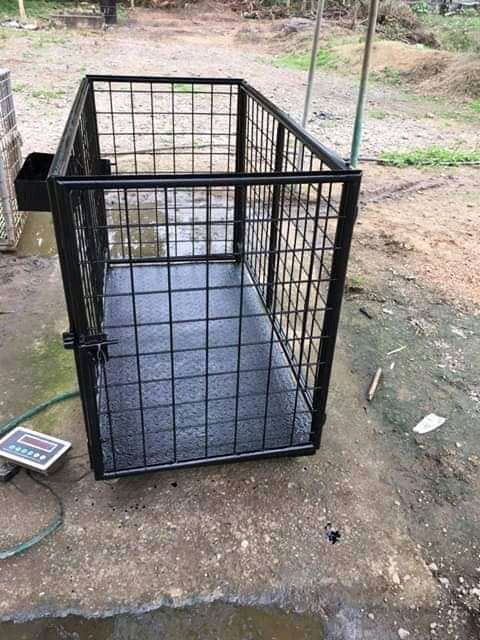 Reliable Cow Weighing Scales for Pregnant Cow Health Monitoring