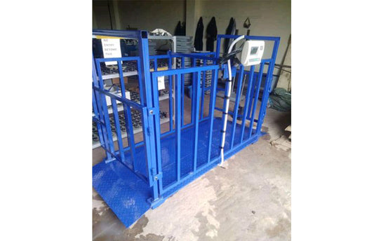 Cattle weighing machine in Uganda