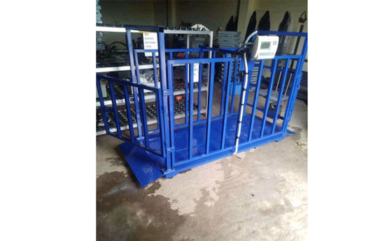 Pig weighing scales company in Uganda
